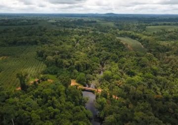 Olam, acteur majeur de la conservation au Gabon : Développer l’agriculture, enjeu majeur de la diversification économique du pays