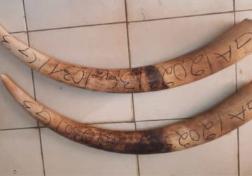 Province du Moyen-Ogooué/Deux trafiquants d’ivoire interpellés à Lambaréné : un gabonais et un ghanéen interpelés