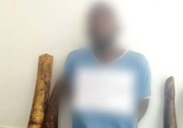 Trafic d’ivoire au Gabon : un présumé trafiquant interpellé à Kango