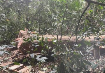 Okondja : Un bûcheron décède tragiquement lors d’un abattage d’arbres