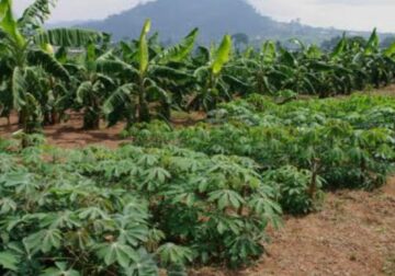 Gabon/Agriculture : formation sur la production de semences de manioc et de banane plantain de qualité