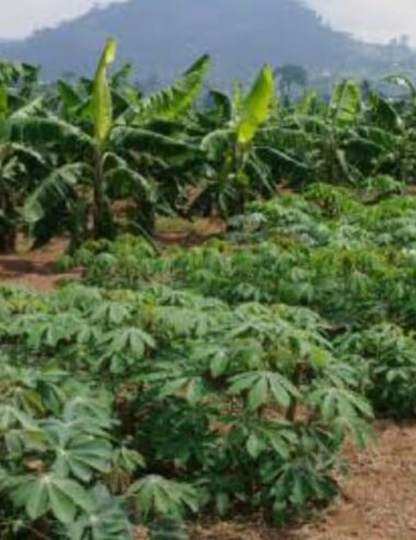 Gabon/Agriculture : formation sur la production de semences de manioc et de banane plantain de qualité